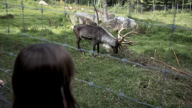 Caribou at Miller Zoo in Frampton
