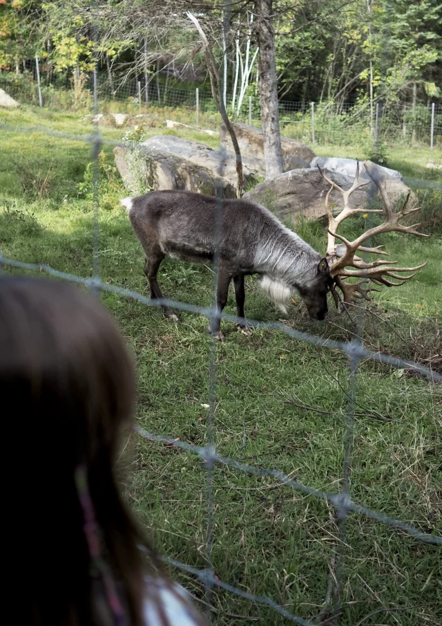 Caribou au Miller Zoo à Frampton