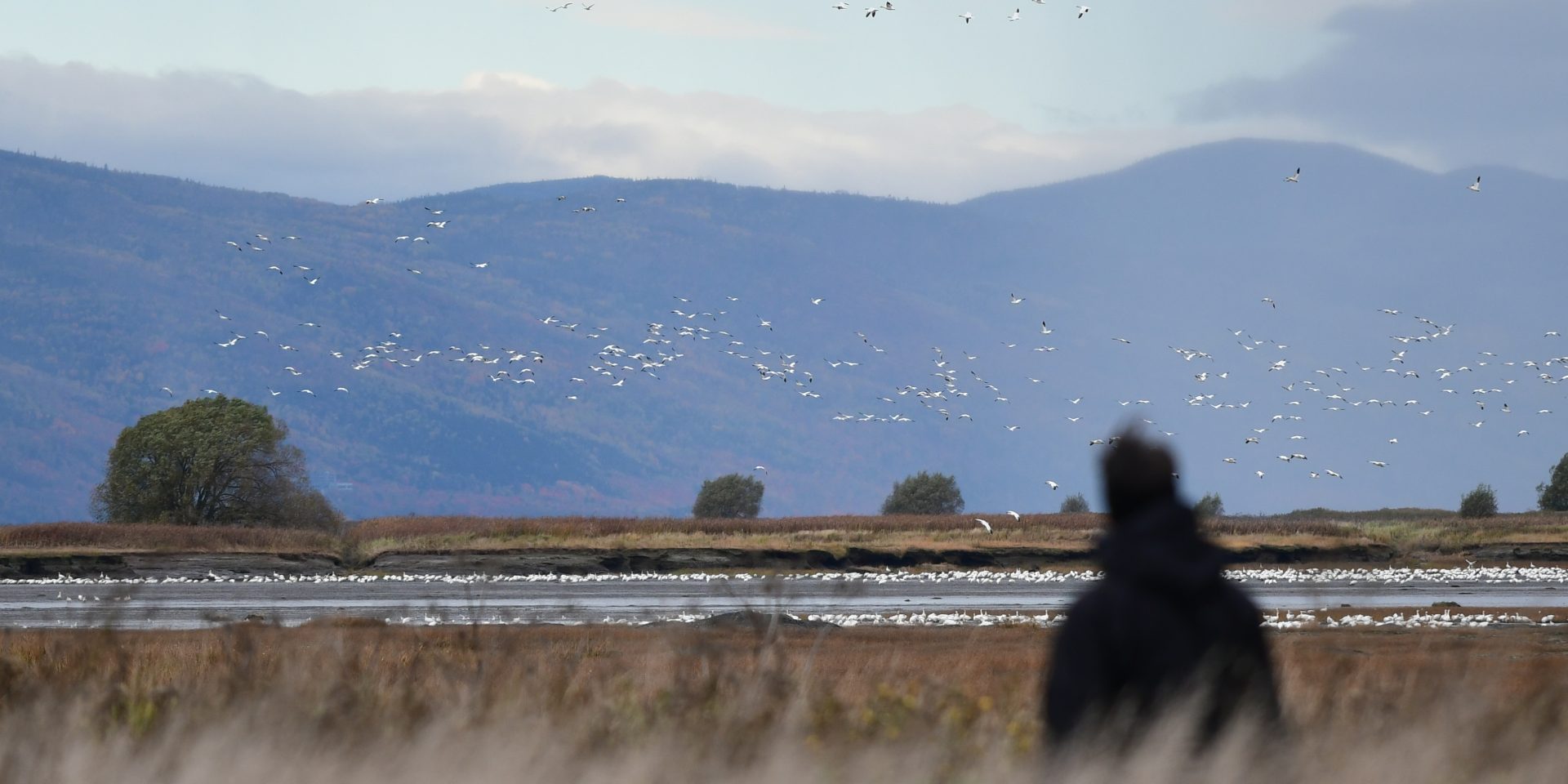 Observer des oies l'automne à l'Isle-aux-Grues