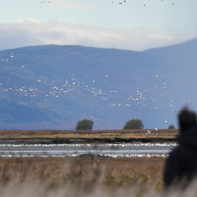 Observer des oies l'automne à l'Isle-aux-Grues