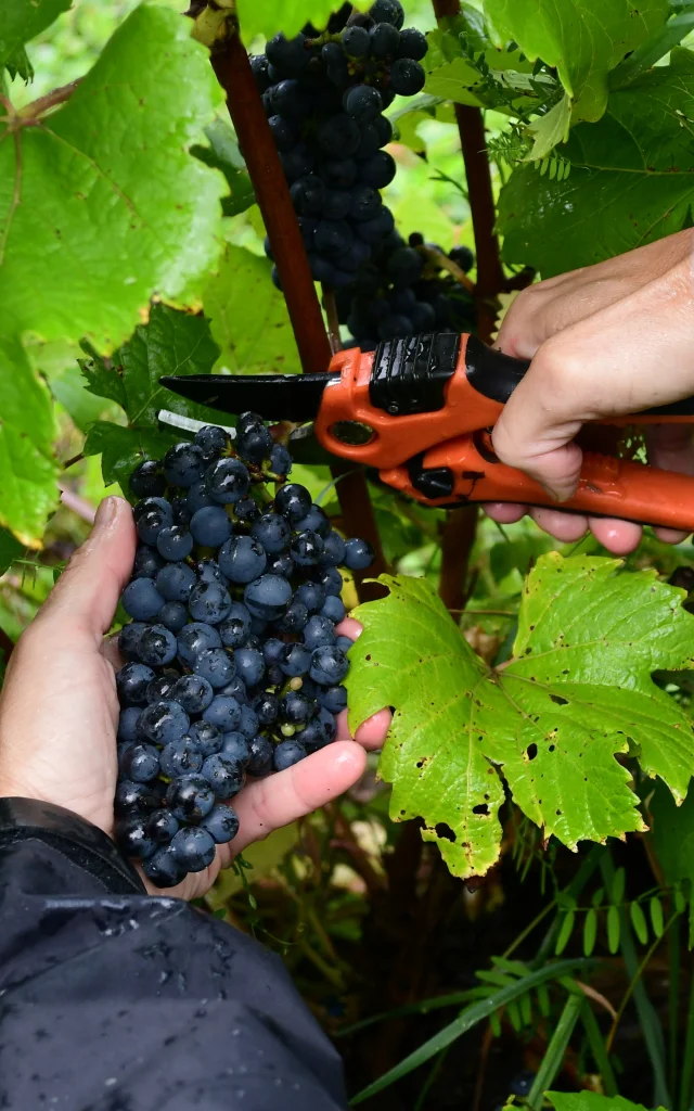 Récolter des raisins au Vignoble du Faubourg à Saint-Jean-Port-Joli