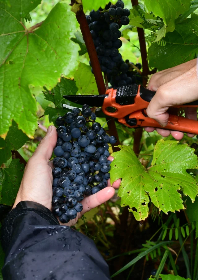 Récolter des raisins au Vignoble du Faubourg à Saint-Jean-Port-Joli