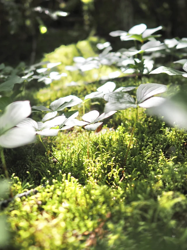 La flore sur le sentier des Cascades de la Loutre au Parc des Appalaches