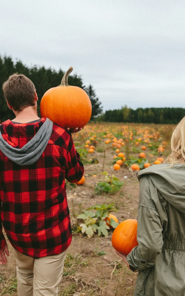 Couple faisant l'autocueillette de citrouilles à la Ferme Genest à Lévis
