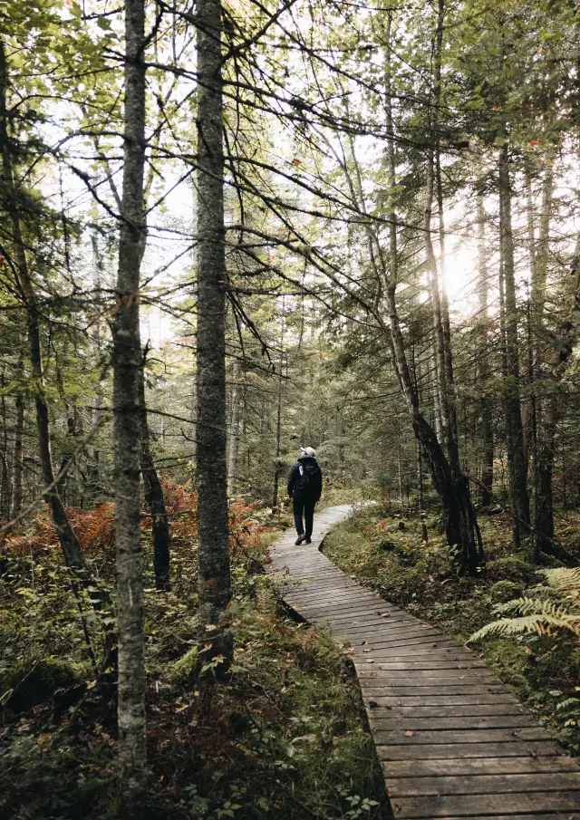 Randonnée dans le sentier de la Tourbière du secteur Saint-Daniel dans le Parc national de Frontenac à Adstock