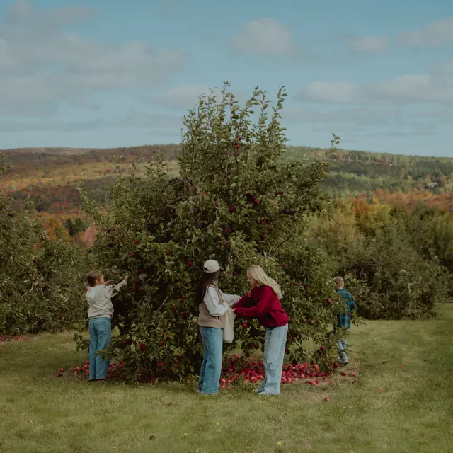 Cueillette de pommes, Verger Custeau | Kinnear's Mills