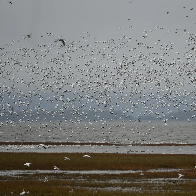 Le spectacle des oies en attente du traversier à Montmagny pour une escapade à l'Isle-aux-Grues