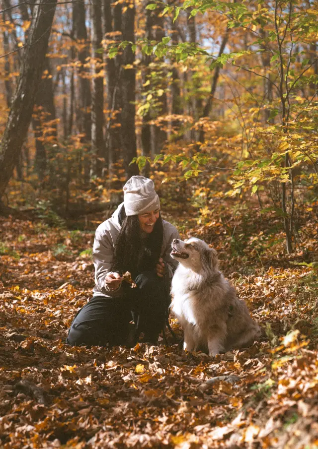 Randonnées avec son chien au Parc des Appalaches, situé à Sainte-Lucie-de-Beauregard