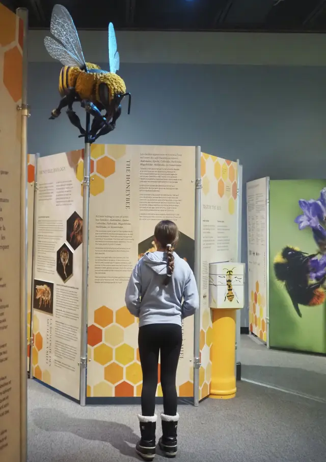 Jeune fille découvrant l'exposition temporaire 'Abeilles' du Musée Minéro à Thetford Mines