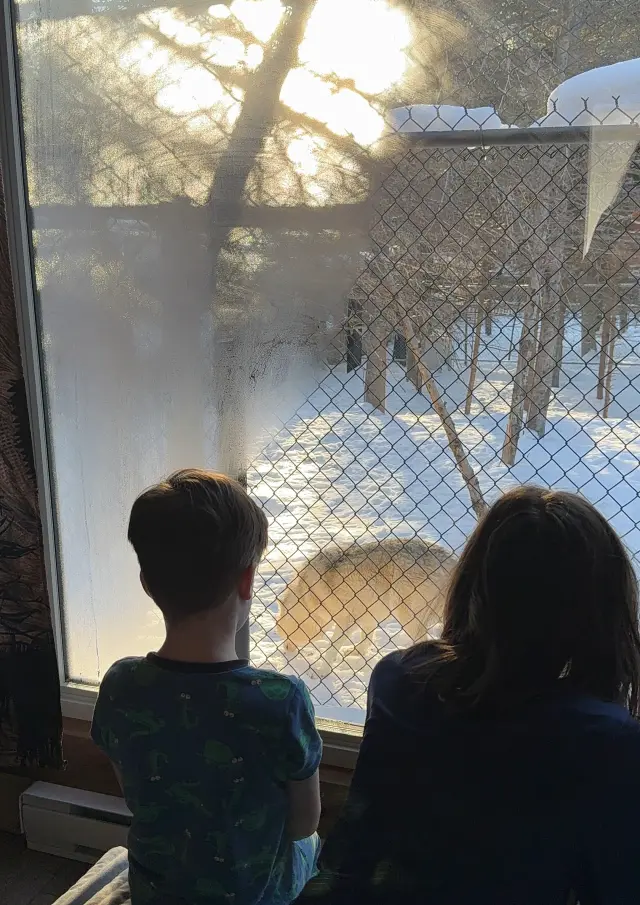 Matinée à observer les loups depuis un pod du Sactuaire de loups LUPO, situé à Sainte-Apolline-de-Patton