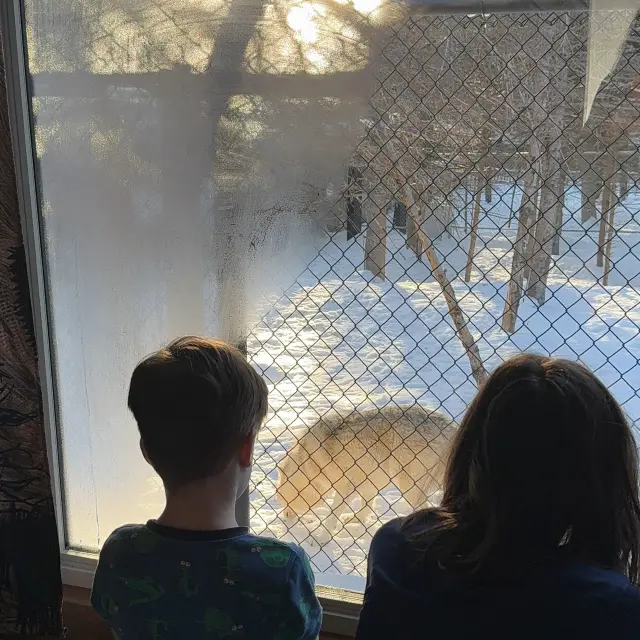 Matinée à observer les loups depuis un pod du Sactuaire de loups LUPO, situé à Sainte-Apolline-de-Patton