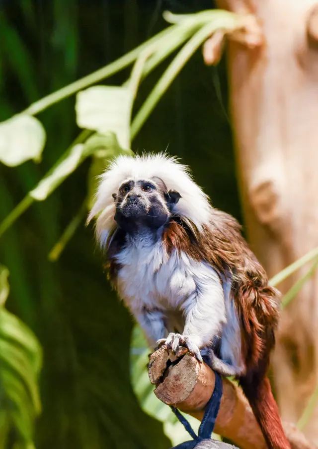 Les singes du Miller Zoo de Frampton