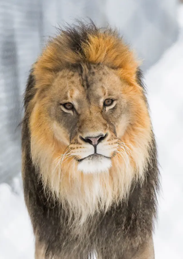 Lion en mode hiver au Miller Zoo de Frampton