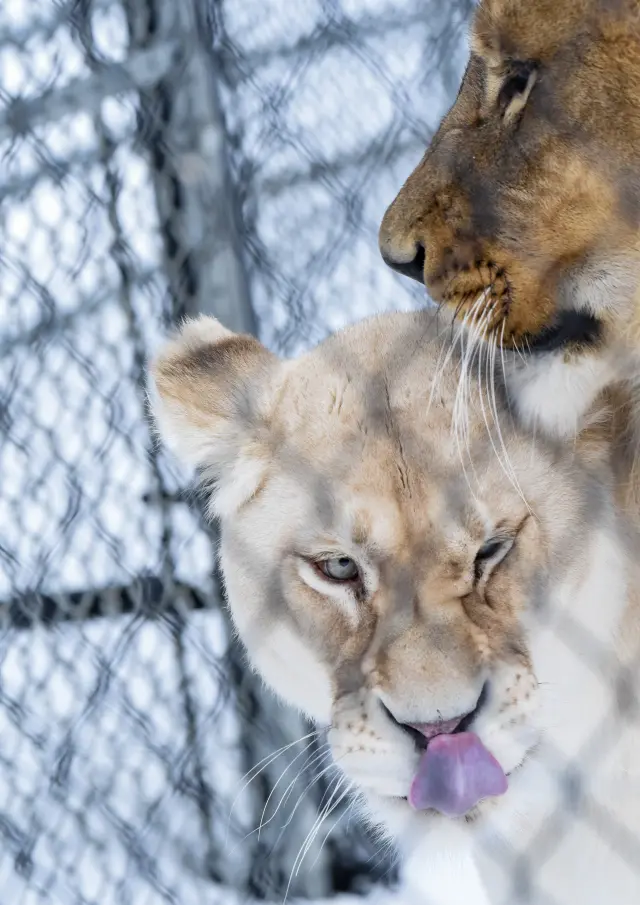 Lionne en mode hiver au Miller Zoo de Frampton