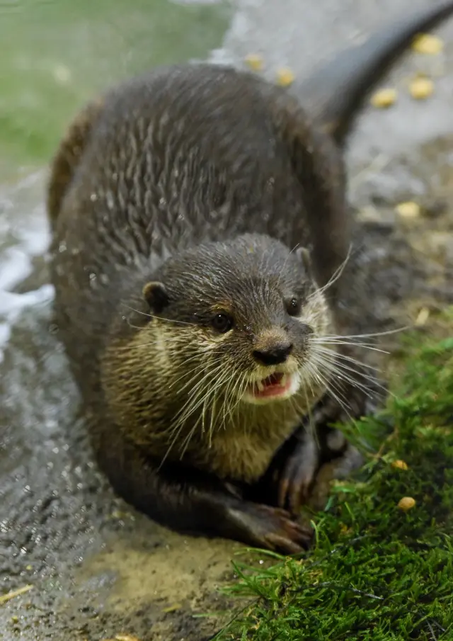 Loutres du Miller Zoo, situé à Frampton