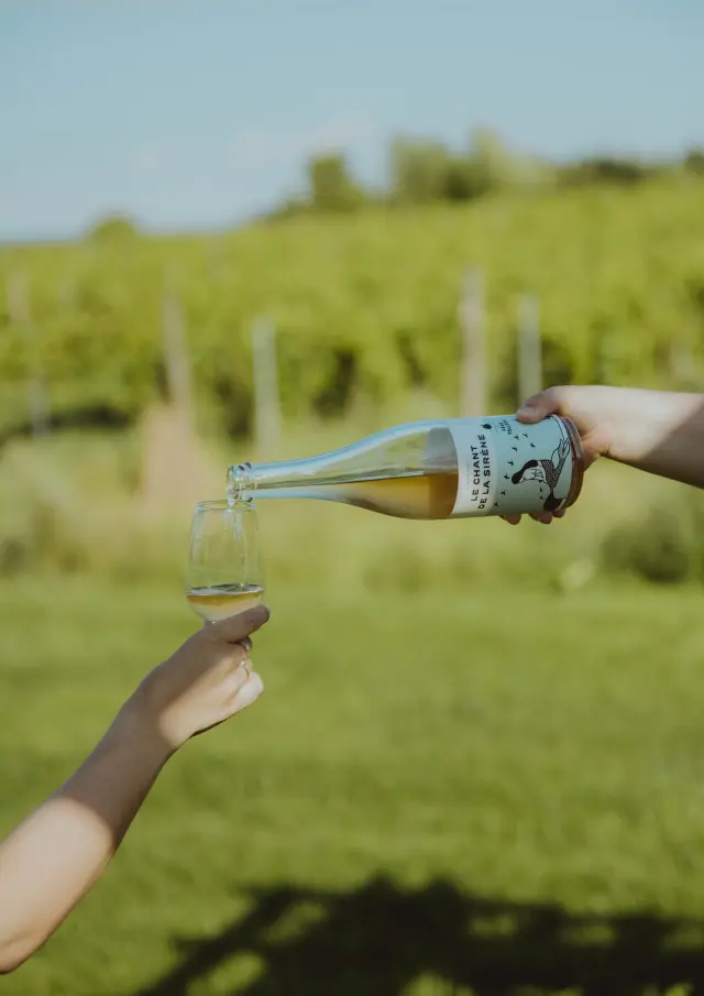Dégustation de vins naturels dans les champs au Domaine des Feux Follets | Berthier-sur-Mer