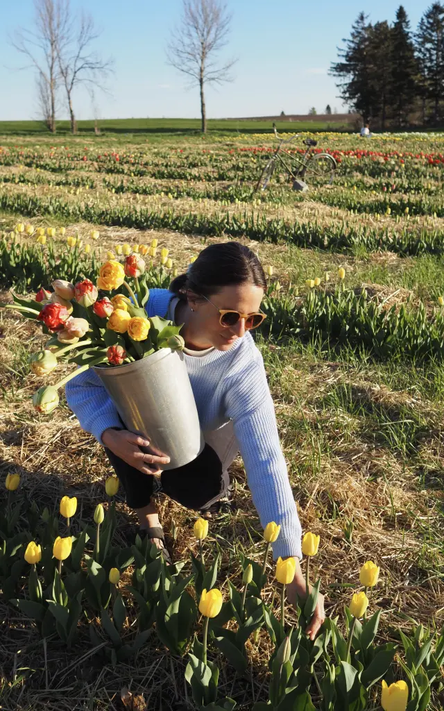 Cueillette de tulipes à la Ferme fruitière à Ciel ouvert à Saint-Vallier