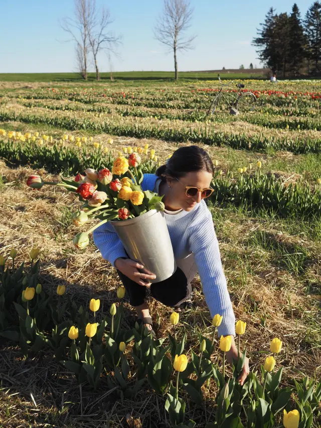 Cueillette de tulipes à la Ferme fruitière à Ciel ouvert à Saint-Vallier