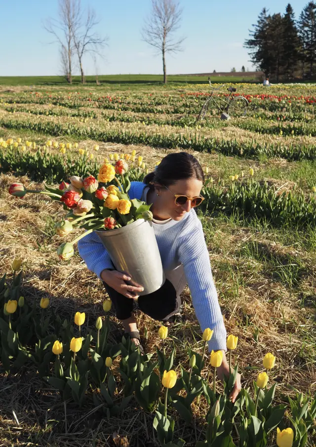 Cueillette de tulipes à la Ferme fruitière à Ciel ouvert à Saint-Vallier