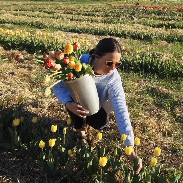 Cueillette de tulipes à la Ferme fruitière à Ciel ouvert à Saint-Vallier