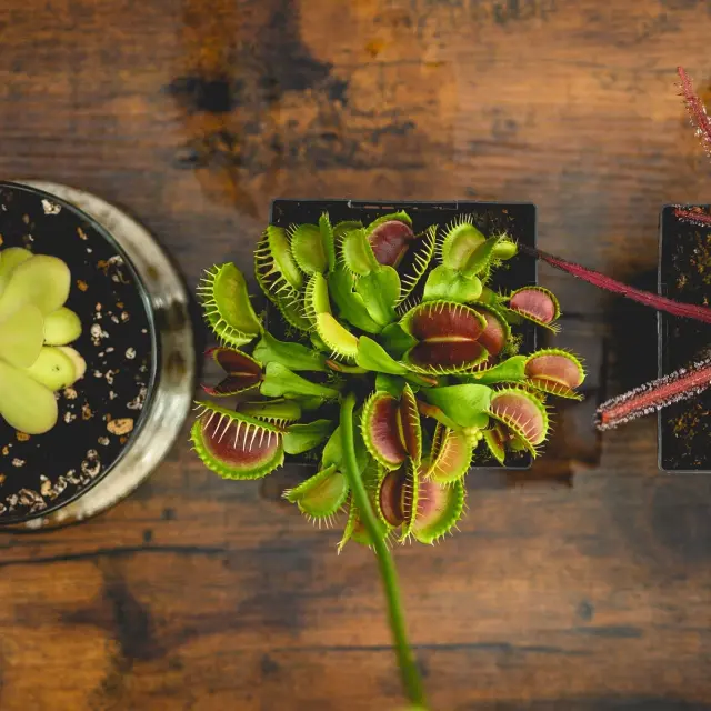 Dionée attrape-mouche, plante carnivore, de Les serres de Paolo à Saint-Jean-Port-Joli