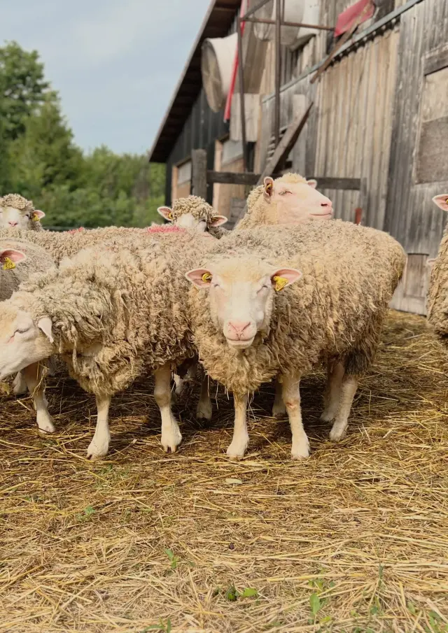 Bergerie des Petites Laineuses