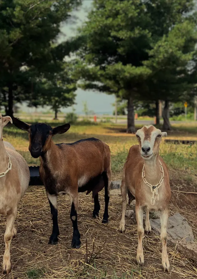 Bergerie des Petites Laineuses