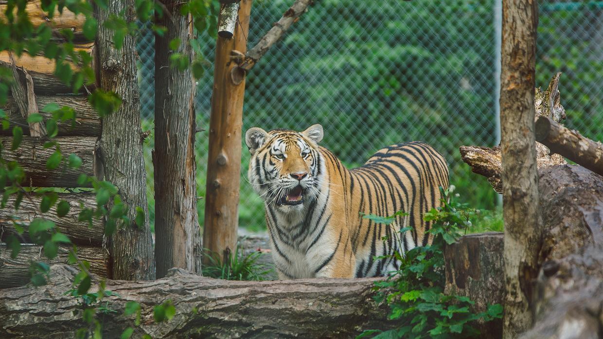 Miller Zoo - Beauce - Tigre