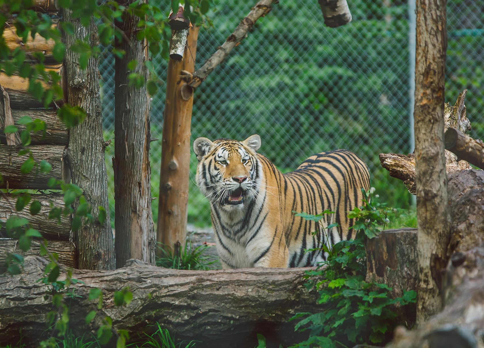 Miller zoo- Tigre
