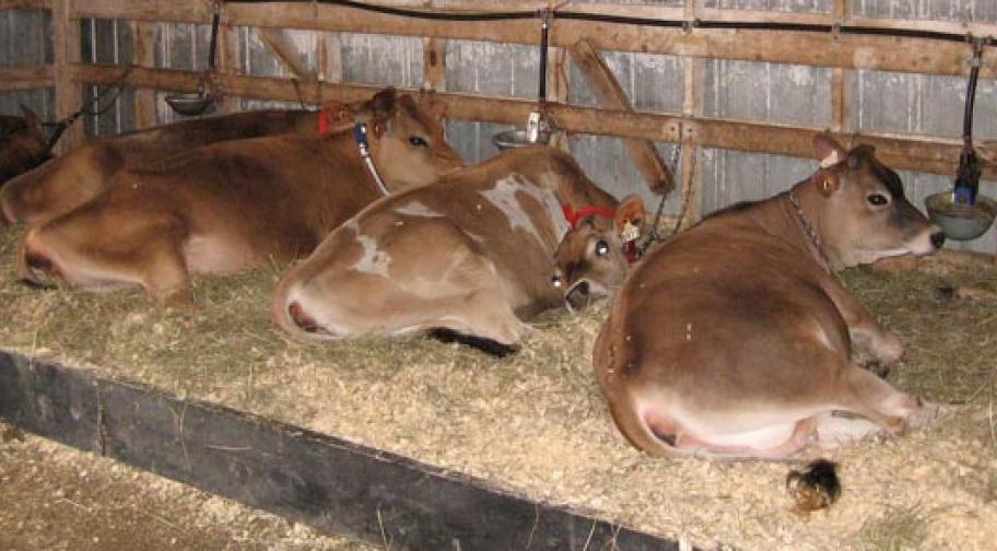 Exposition agricole de la Beauce - vaches brunes