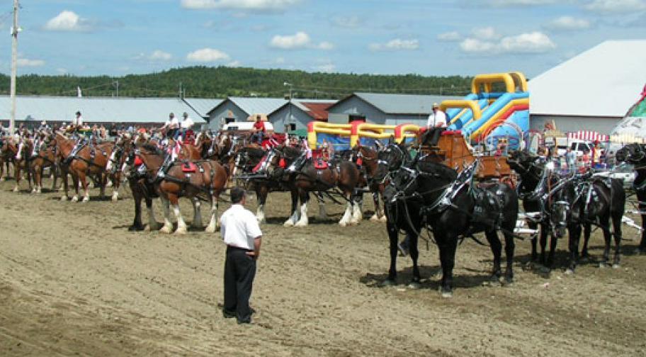 Exposition agricole de la Beauce - parade des chevaux