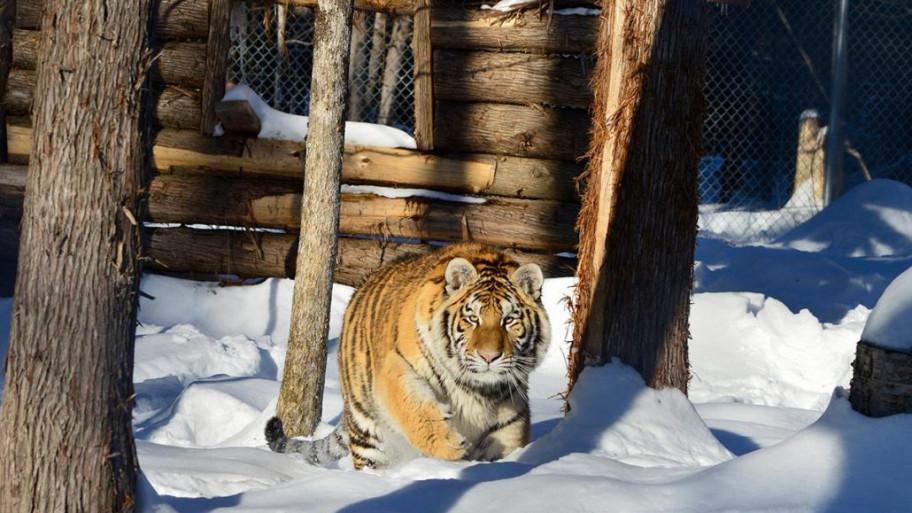 Miller Zoo - Zoo to Frampton - La Beauce